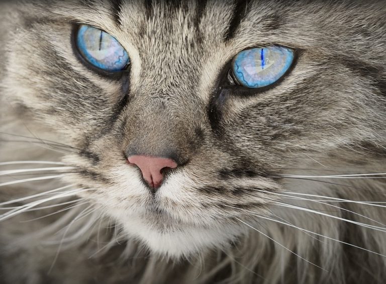 ayudar gatos